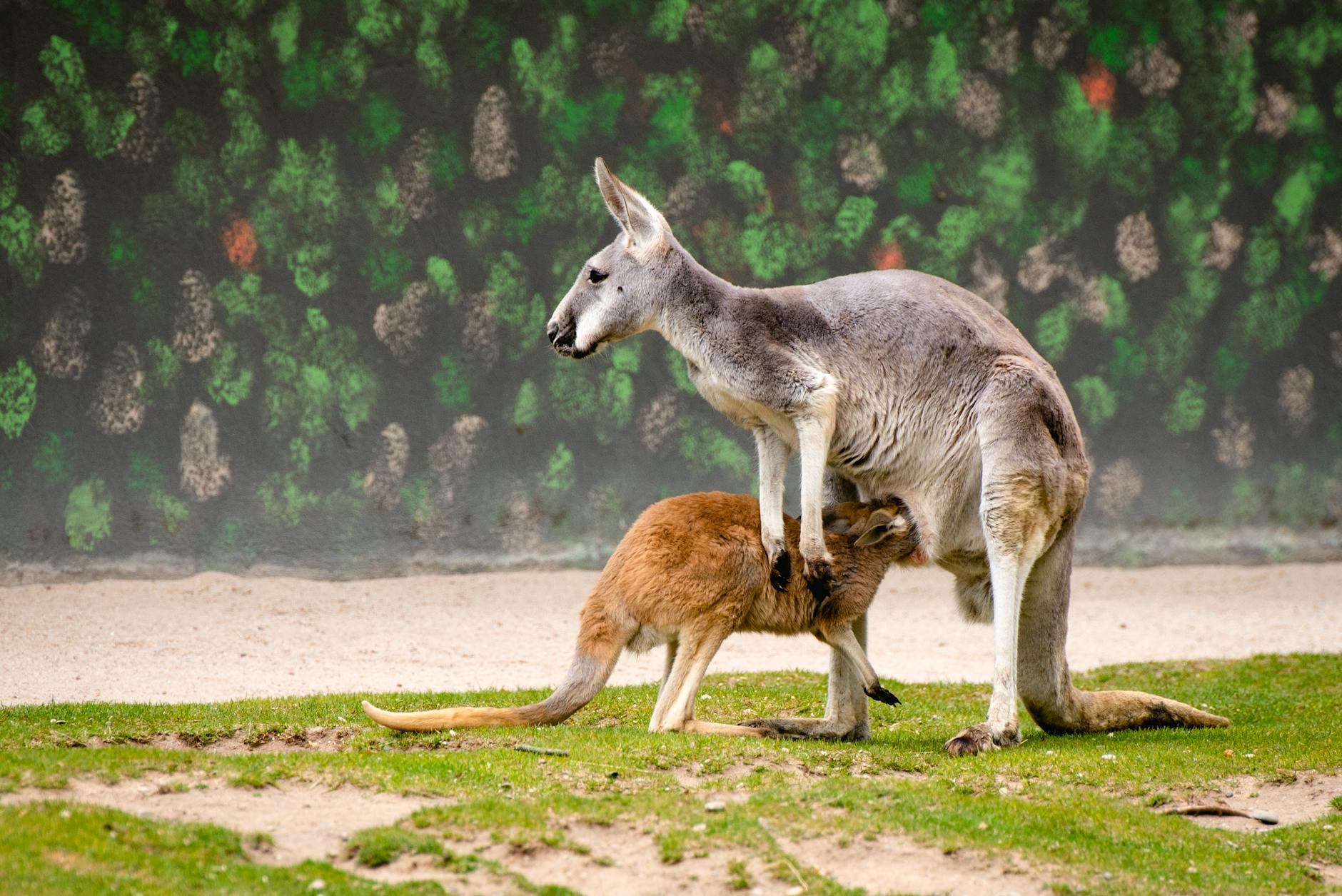 A kangaroo with its joey standing on green grass in a natural outdoor setting.