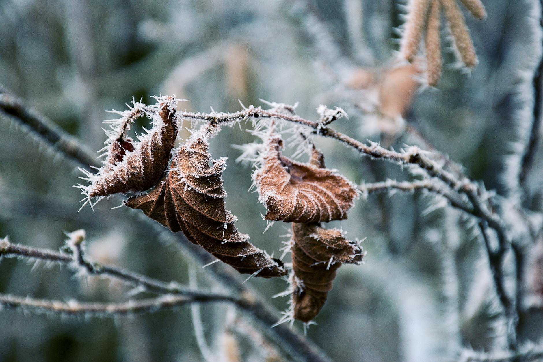 Close-up of frost-covered leaves on branches, highlighting winter's cold beauty.