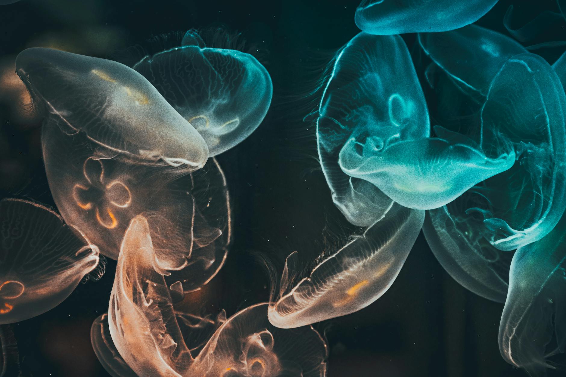 Mesmerizing close-up of glowing translucent jellyfish underwater, showcasing marine beauty.
