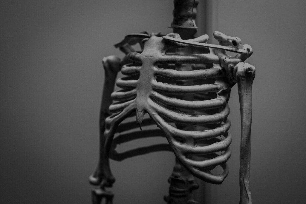 Close-up of a human rib cage and clavicle