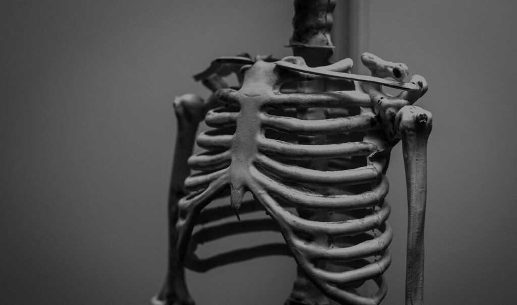 Close-up of a human rib cage and clavicle